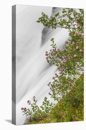 Washington, Mount Rainier National Park. Flowers and Waterfall in Paradise Creek-Jaynes Gallery-Premier Image Canvas