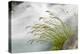 Washington, Mount Rainier National Park. Grass and Rushing Water-Jaynes Gallery-Premier Image Canvas