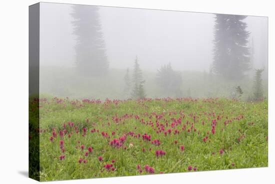 Washington, Mount Rainier National Park. Indian Paintbrush in Foggy Meadow-Jaynes Gallery-Premier Image Canvas