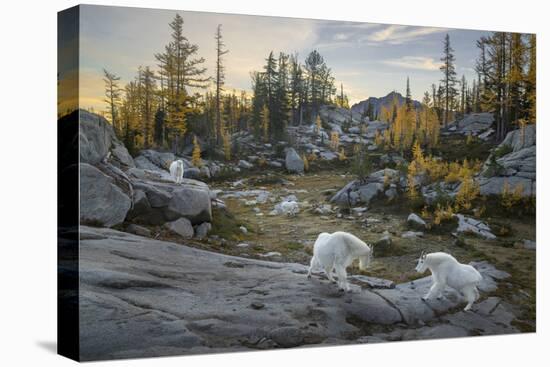 Washington, Mountain Goat Family Near Horseshoe Lake in the Alpine Lakes Wilderness-Gary Luhm-Premier Image Canvas