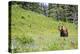 Washington, Mt. Rainier National Park. American Black Bear in a Wildflower Meadow Near Mystic Lake-Gary Luhm-Premier Image Canvas