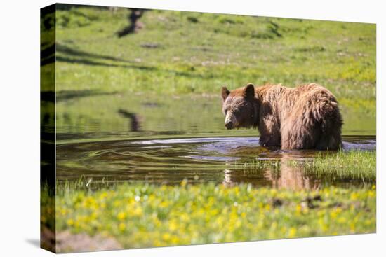 Washington, Mt. Rainier National Park-Gary Luhm-Premier Image Canvas