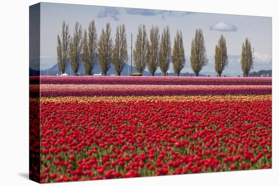 Washington, Mt Vernon, Tulips at the Skagit Valley Tulip Festival-Emily Wilson-Premier Image Canvas