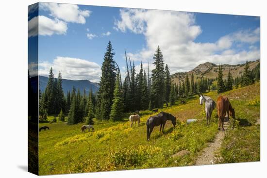 Washington, North Cascades, Slate Pass. Horses and Mules Foraging-Steve Kazlowski-Premier Image Canvas