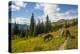 Washington, North Cascades, Slate Pass. Horses and Mules Foraging-Steve Kazlowski-Premier Image Canvas