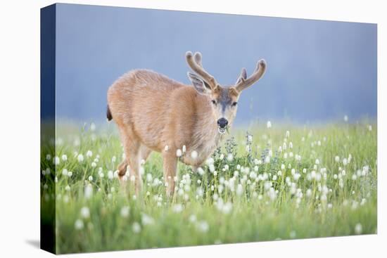 Washington, Olympic National Park. A Black-Tailed Buck in Velvet Feeds on Subalpine Wildflowers-Gary Luhm-Premier Image Canvas