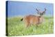 Washington, Olympic National Park. A Black-Tailed Buck in Velvet Feeds on Subalpine Wildflowers-Gary Luhm-Premier Image Canvas