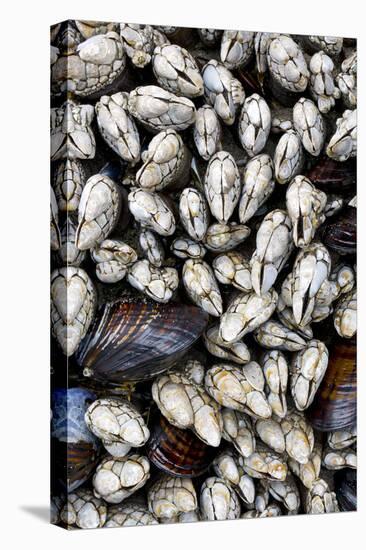 Washington, Olympic National Park. Gooseneck Barnacles and Clams-Jaynes Gallery-Premier Image Canvas