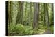 Washington, Olympic NP. Old Growth Forest on Barnes Creek Trail-Don Paulson-Premier Image Canvas