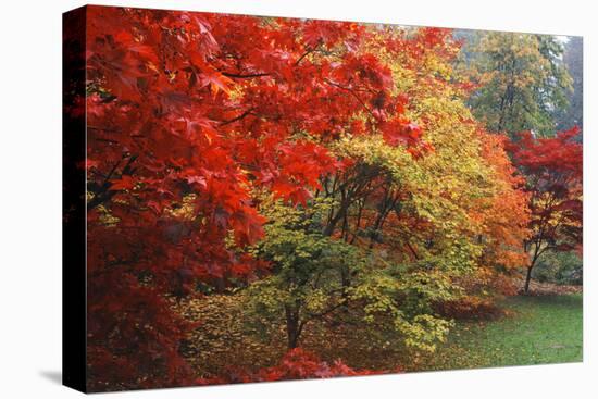 Washington Park Arboretum, Autumn Trees, Seattle, Washington, USA-Paul Souders-Premier Image Canvas