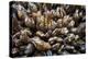 Washington, Pattern of Gooseneck Barnacles on an Olympic Coast Rocky Intertidal Shore-Gary Luhm-Premier Image Canvas