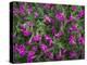 Washington, Pattern of Lewis's Monkeyflower at Mt. Rainier National Park-Gary Luhm-Premier Image Canvas