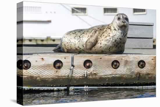 Washington, Poulsbo. Harbor Seal Haul Out on Dock. Acclimated to Boat Traffic-Trish Drury-Premier Image Canvas