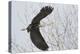 Washington, Redmond, Great Blue Heron, Flying Back to Nest with a Stick-Jamie And Judy Wild-Premier Image Canvas