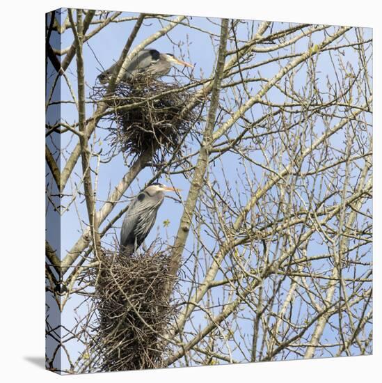 Washington, Redmond, Great Blue Herons, on Nest at Rookery-Jamie And Judy Wild-Premier Image Canvas
