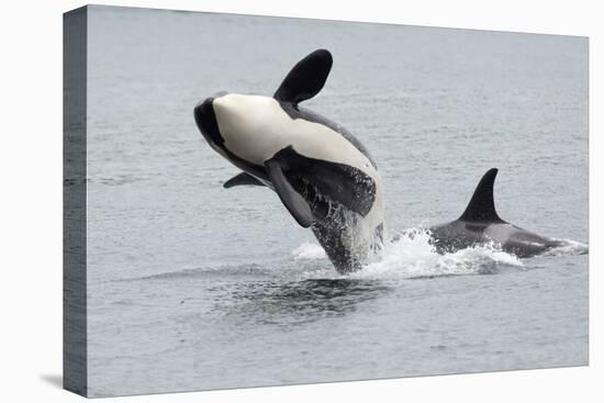 Washington, San Juan Islands. Killer Whales or Orcas, Orcinus Orca-Charles Sleicher-Premier Image Canvas