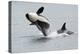 Washington, San Juan Islands. Killer Whales or Orcas, Orcinus Orca-Charles Sleicher-Premier Image Canvas