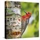 Washington, Seabeck. Red-Breasted Sapsucker on Paper Birch Tree-Don Paulson-Premier Image Canvas