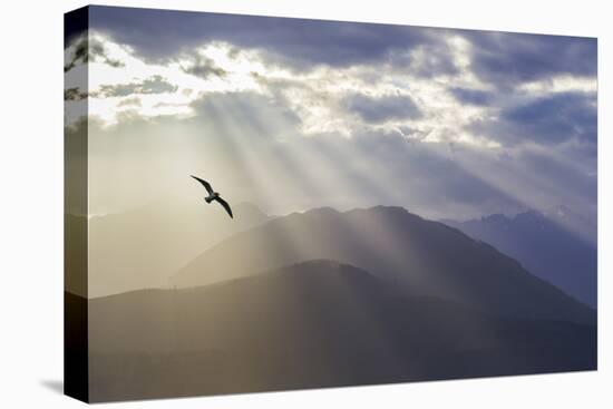 Washington, Seabeck. Seagull and God Rays over the Olympic Mountains-Don Paulson-Premier Image Canvas