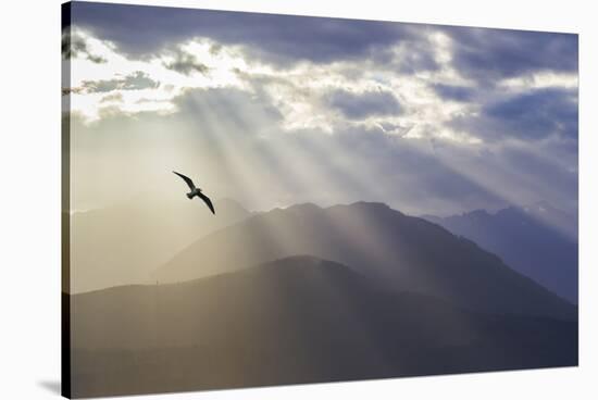 Washington, Seabeck. Seagull and God Rays over the Olympic Mountains-Don Paulson-Premier Image Canvas