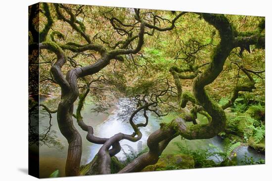 Washington, Seattle Kubota Gardens, Spring Japanese Maple Hanging over Pond-Terry Eggers-Premier Image Canvas