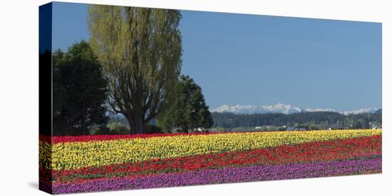 Washington, Skagit Valley, Mount Vernon. Tulip Field with the Olympics-Charles Sleicher-Premier Image Canvas