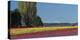 Washington, Skagit Valley, Mount Vernon. Tulip Field with the Olympics-Charles Sleicher-Premier Image Canvas