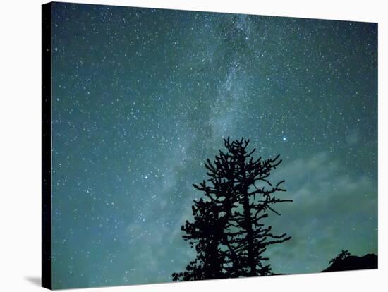 Washington State, Alpine Lakes Wilderness, Ingalls Pass, Milky Way and trees-Jamie & Judy Wild-Premier Image Canvas