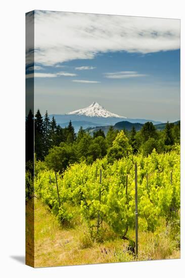 Washington State, Columbia River Gorge. Vineyard with View of Mt. Hood-Richard Duval-Premier Image Canvas