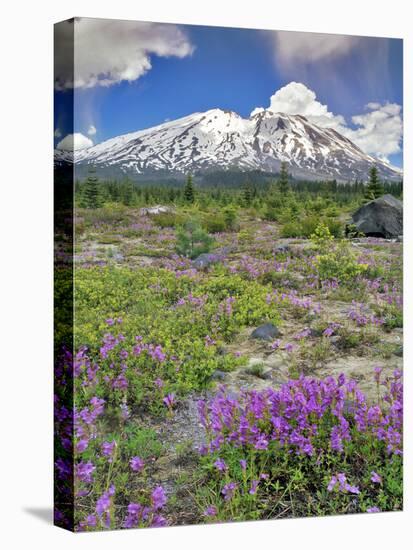 Washington State, Gifford Pinchot NF. Mount Saint Helens Landscape-Steve Terrill-Premier Image Canvas