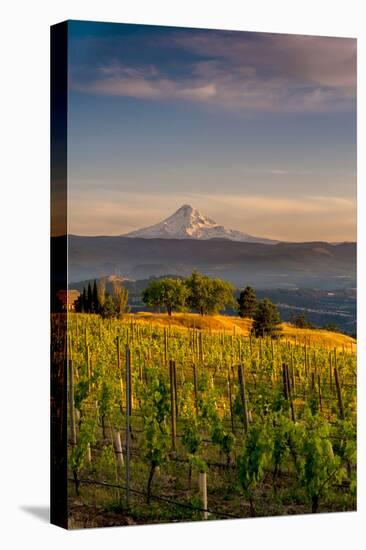 Washington State, Lyle. Mt. Hood Seen from a Vineyard Along the Columbia River Gorge-Richard Duval-Premier Image Canvas