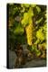 Washington State, Mabton. Viognier Grapes-Richard Duval-Premier Image Canvas
