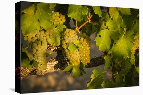 Washington State, Mabton. Viognier Grapes-Richard Duval-Premier Image Canvas