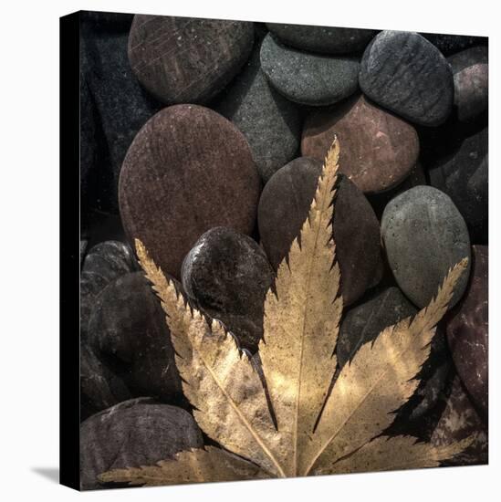 Washington State. Maple Leaf on Rocks-Jaynes Gallery-Premier Image Canvas