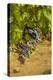 Washington State, Mattawa. Cabernet Franc Grapes-Richard Duval-Premier Image Canvas