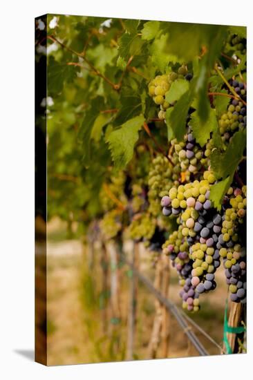 Washington State, Mattawa. Cabernet Franc Grapes-Richard Duval-Premier Image Canvas