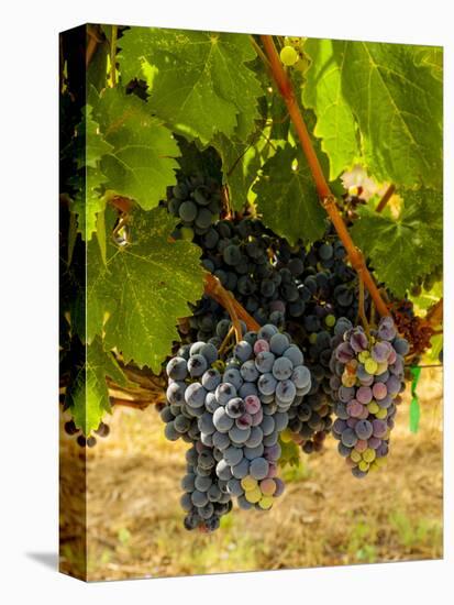 Washington State, Mattawa. Cabernet Franc Grapes-Richard Duval-Premier Image Canvas