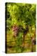 Washington State, Mattawa. Grenache Grapes-Richard Duval-Premier Image Canvas