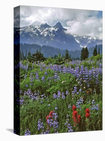 Washington State, Mount Rainier NP. Lupine and Paintbrush in Meadow-Steve Terrill-Premier Image Canvas