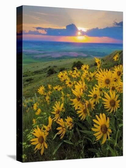 Washington State, Palouse Hills. Landscape with Douglas' Sunflowers-Don Paulson-Premier Image Canvas