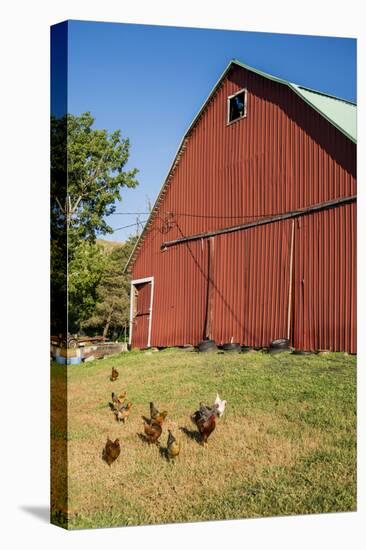 Washington State, Palouse, Whitman County. Pioneer Stock Farm, Chickens and Peacock in Barn Window-Alison Jones-Premier Image Canvas