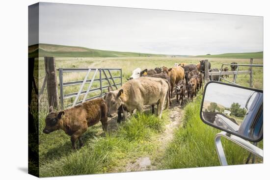 Washington State, Palouse, Whitman County. Pioneer Stock Farm, Cows at Pasture Gate-Alison Jones-Premier Image Canvas