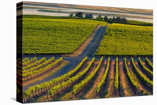 Washington State, Pasco. Sunset on a Vineyard-Richard Duval-Premier Image Canvas