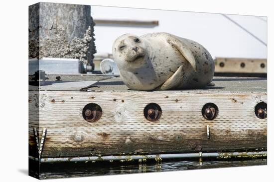 Washington State, Poulsbo. Harbor Seal Winks While Hauled Out on Dock-Trish Drury-Premier Image Canvas