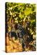 Washington State, Red Mountain. Petit Syrah in a Vineyard-Richard Duval-Premier Image Canvas