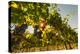 Washington State, Red Mountain. Petit Verdata Grapes on Red Mountain at Harvest Season-Richard Duval-Premier Image Canvas