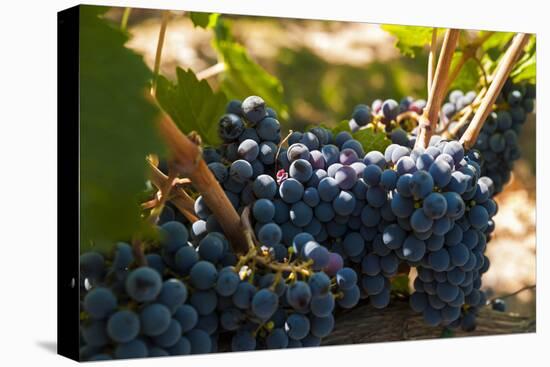 Washington State, Red Mountain. Petit Verdot Grapes-Richard Duval-Premier Image Canvas