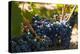 Washington State, Red Mountain. Petit Verdot Grapes-Richard Duval-Premier Image Canvas
