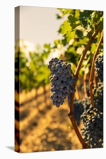 Washington State, Red Mountain. Vineyard Near Harvest-Richard Duval-Premier Image Canvas