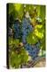 Washington State, Red Mountain. Winemaker with Merlot Grapes-Richard Duval-Premier Image Canvas